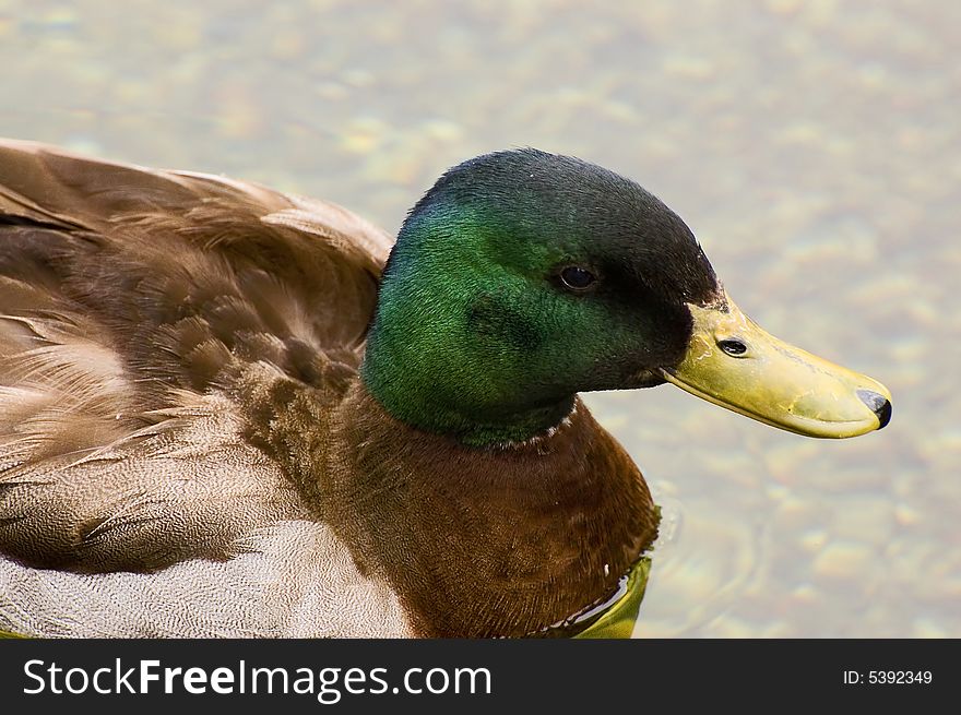 Close up of Male Mallard duck