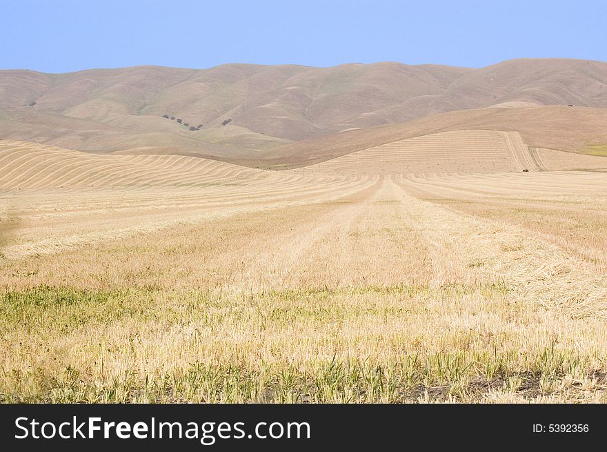 Golden rolling fields and hills