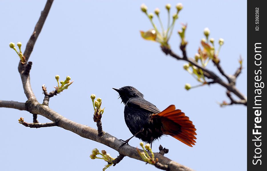 PASSERIFORMES Muscicapidae Rufous-tailed Robin .Plumbeous Water-Redstart(Male).