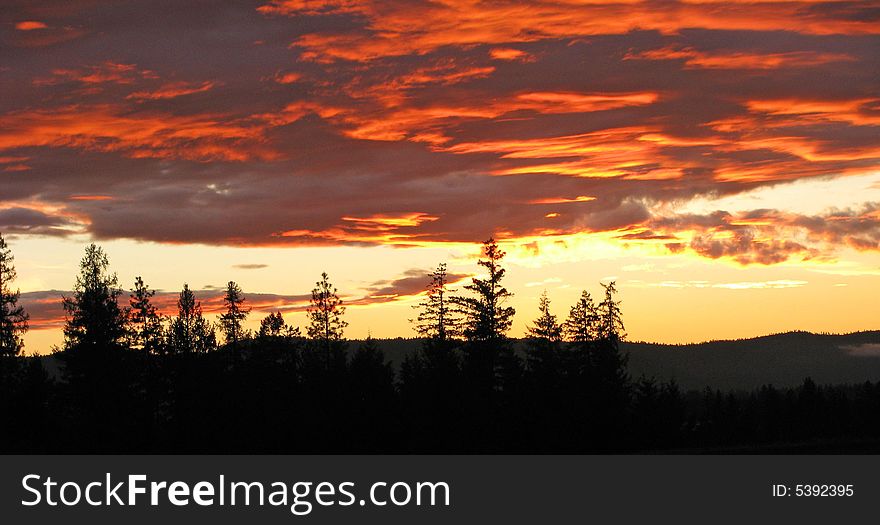 Trees lit by sunset sky. Trees lit by sunset sky