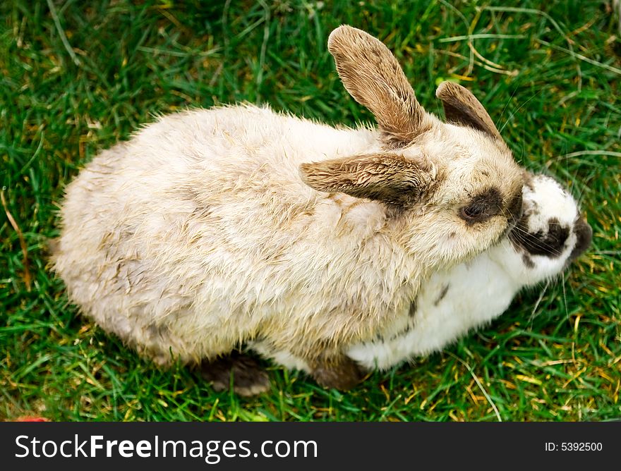 Two Netherland Dwarf bunnies attached together on the grass. Two Netherland Dwarf bunnies attached together on the grass