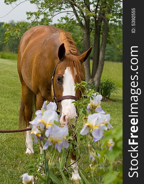 Paint horse stops to smell the flowers.