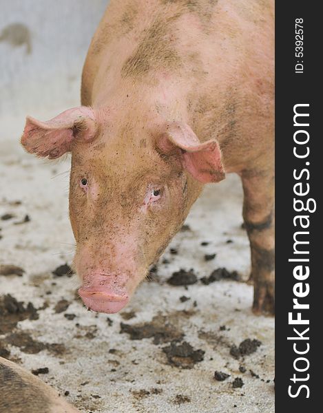 Pig Farming Series 1