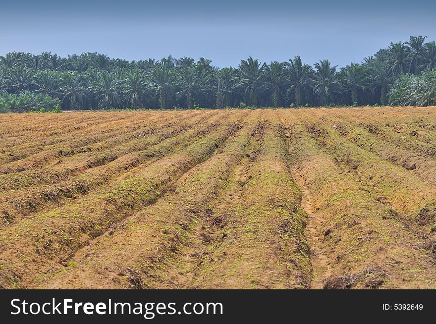 At an oil palm plantation. At an oil palm plantation