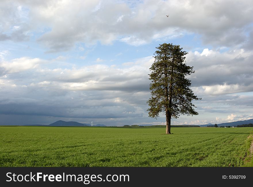 Tree In A Farm Field.