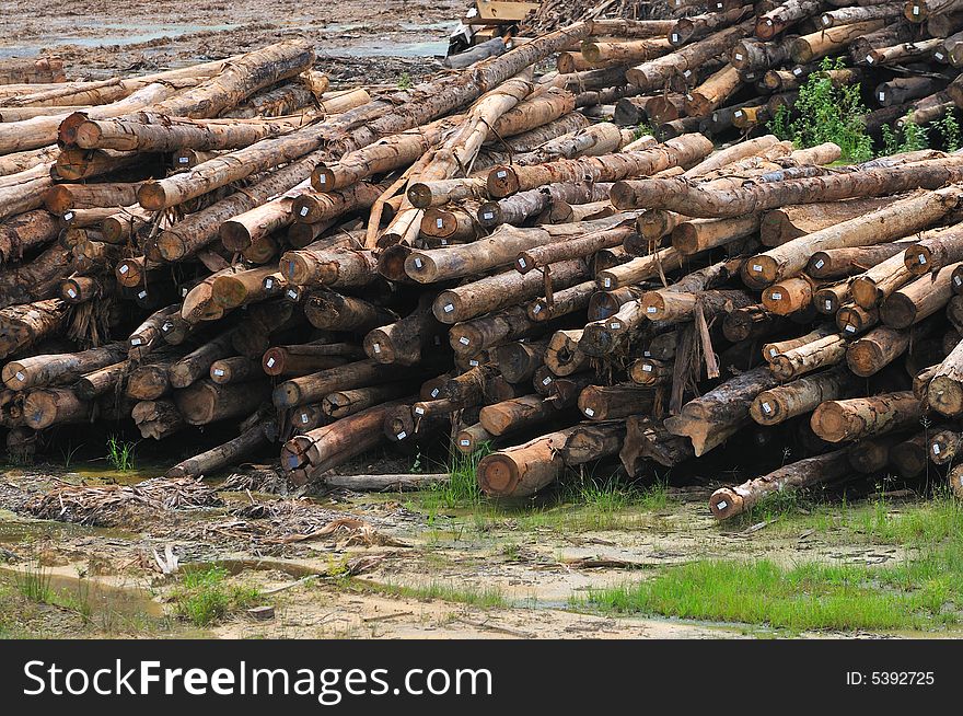 At a timber factory in Asia. At a timber factory in Asia
