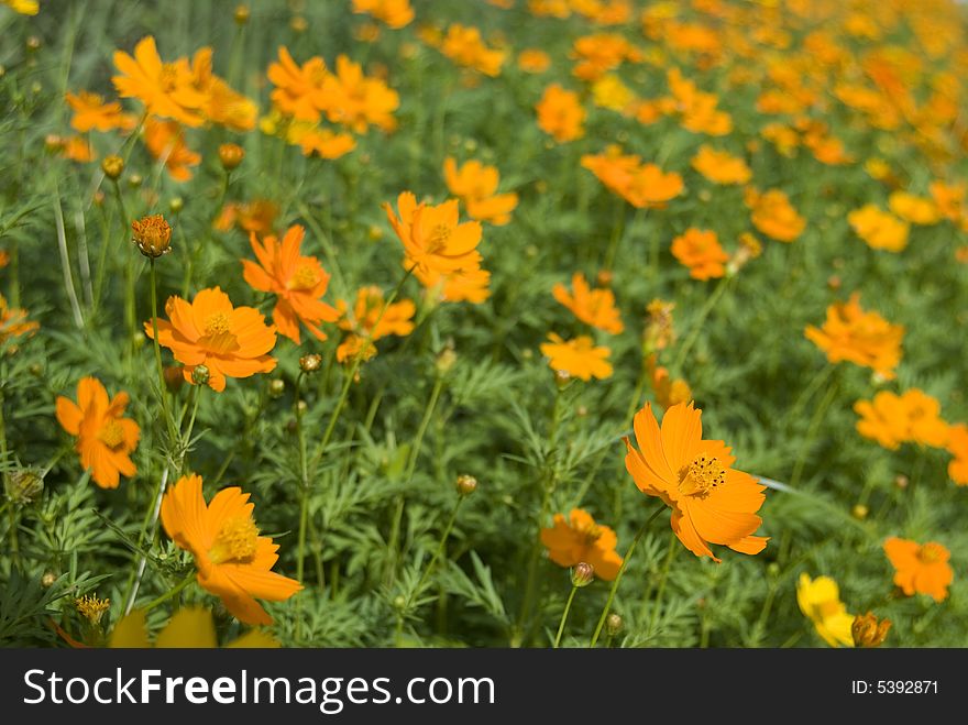 Field With Orange Flowers