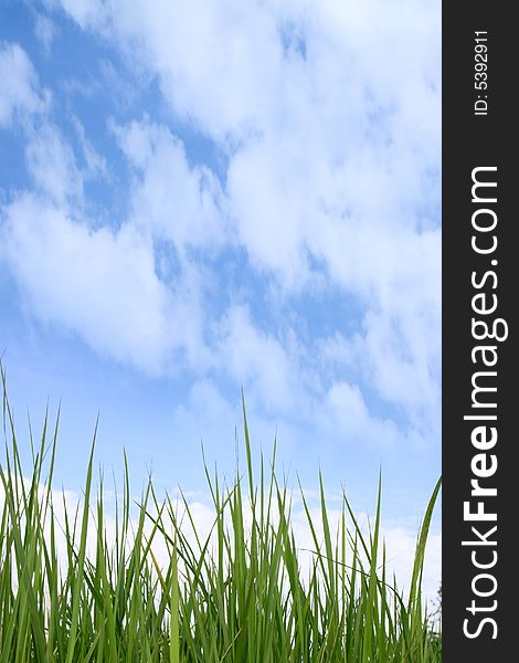 Green grass on a background of the blue sky with white clouds.