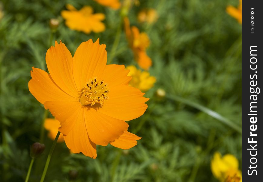 Orange flower on a green background. Shallow depth of field with only one flower in focus.