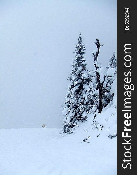 Wide Shot of a Skier in Some Deep Snow. Wide Shot of a Skier in Some Deep Snow