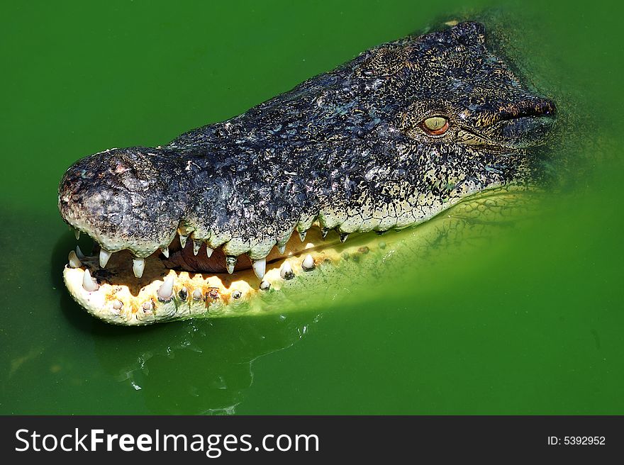 Green water and a crocodile with his open mouth. Green water and a crocodile with his open mouth