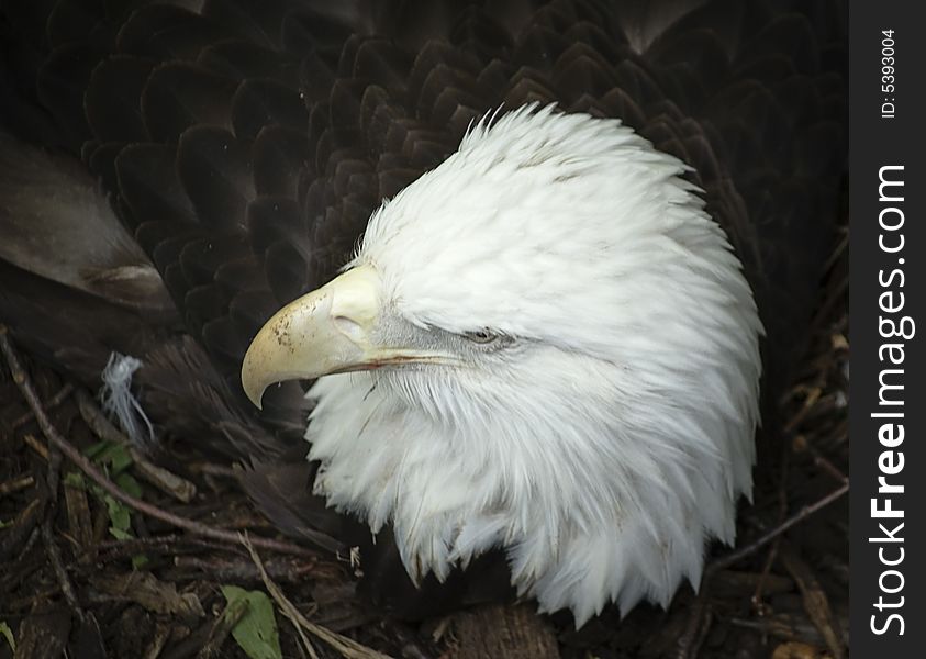 I caught this eagle on her nest at the zoo. I shot some more photos of her moving the eggs around, but they ended up blurred. I caught this eagle on her nest at the zoo. I shot some more photos of her moving the eggs around, but they ended up blurred.