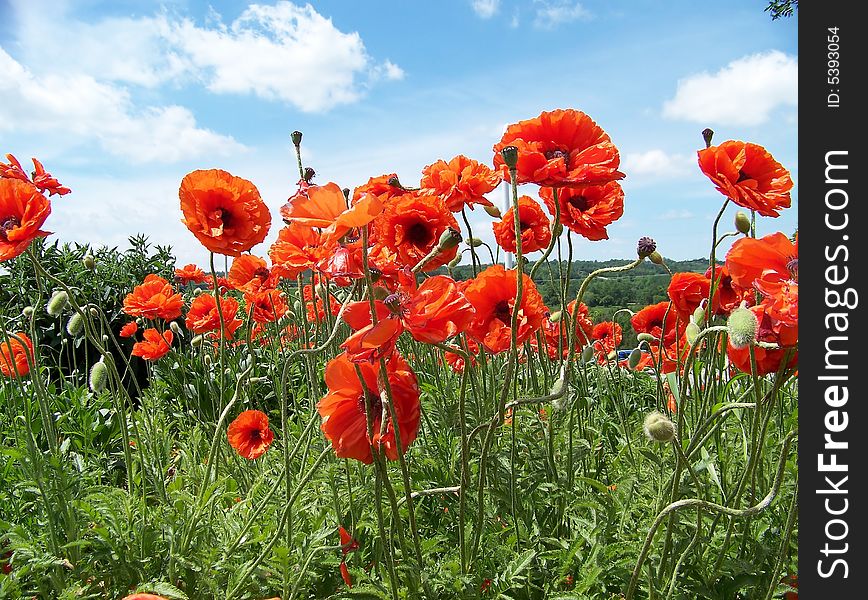 Blooming red poppies on the background of clouded sky