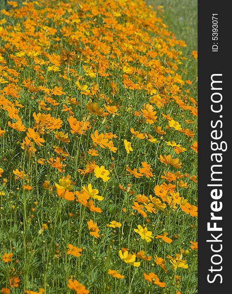 Lots of orange flowers on a green field. Shallow depth of field with the background flowers out of focus. Lots of orange flowers on a green field. Shallow depth of field with the background flowers out of focus.