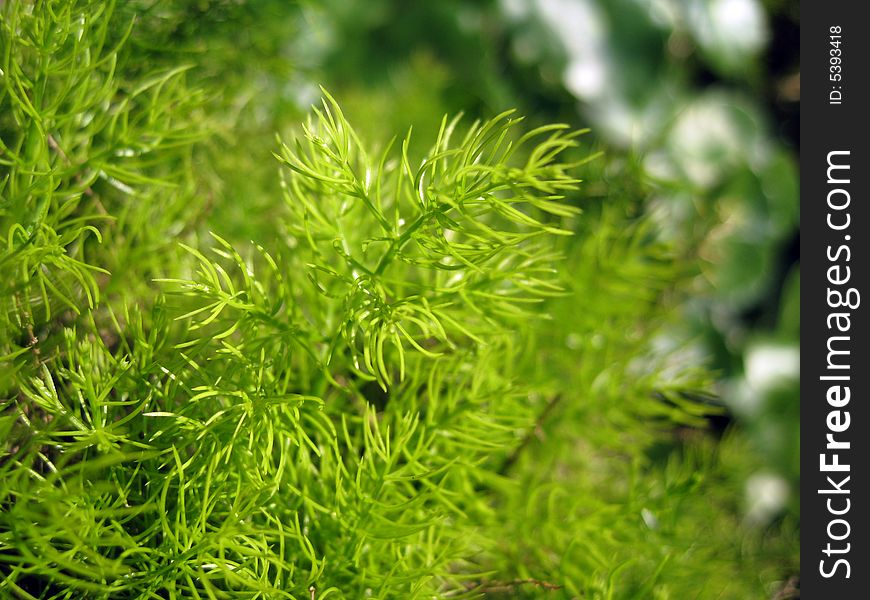 Close up for a growth of grass