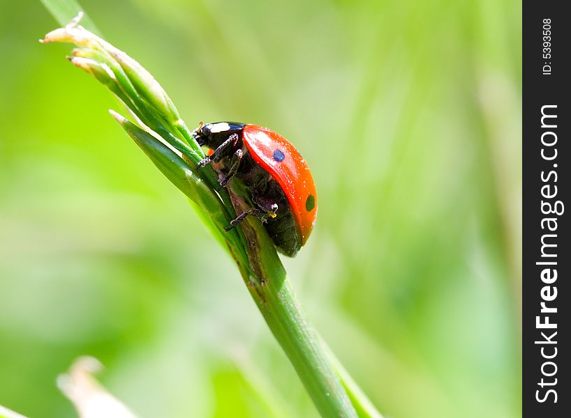 Close-up ladybird on blade, on green grass background