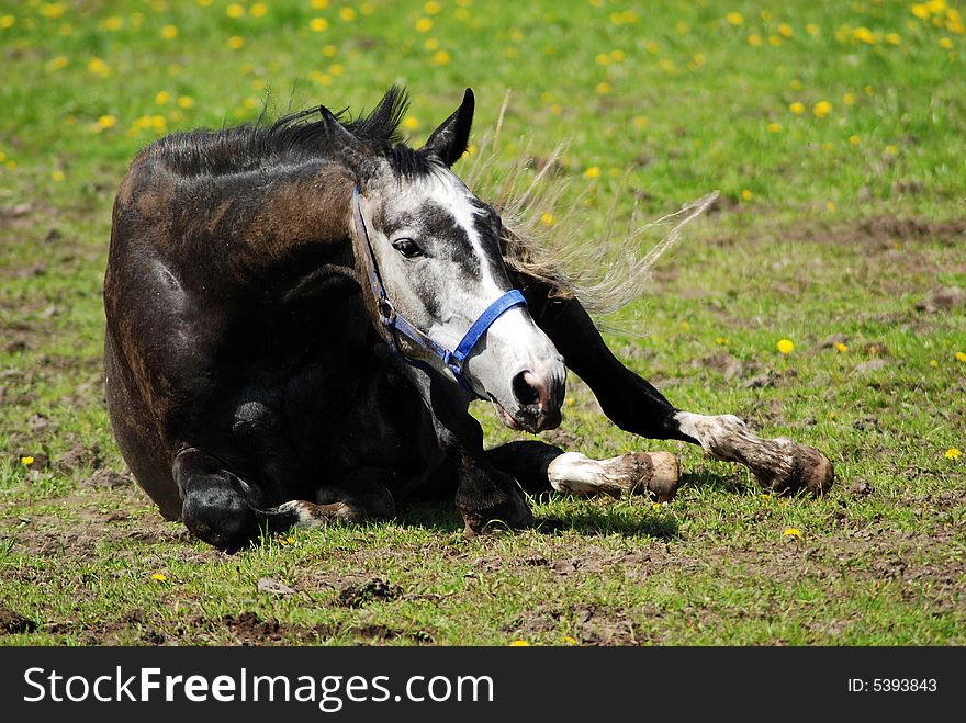 Hors lie on a grass. Hors lie on a grass