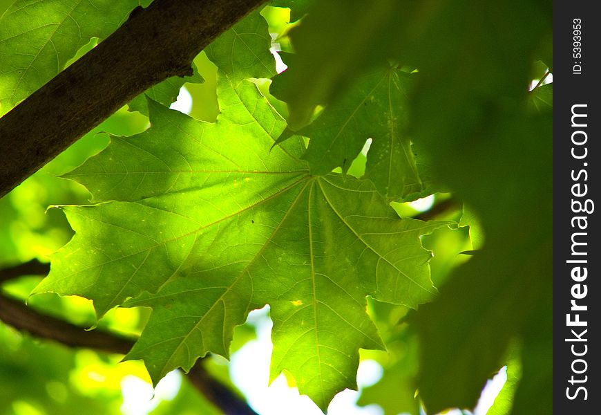 Sheet of the maple on background sky