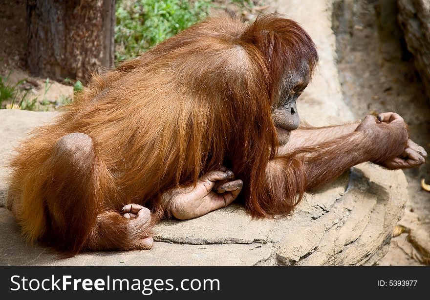 Young orangutan on the rock. Young orangutan on the rock