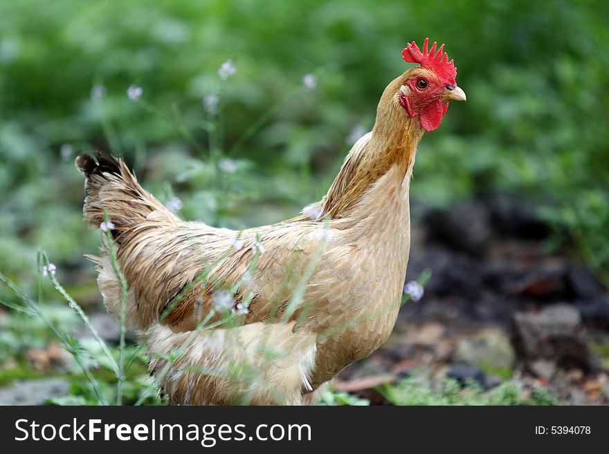 A hen is looking for the foods