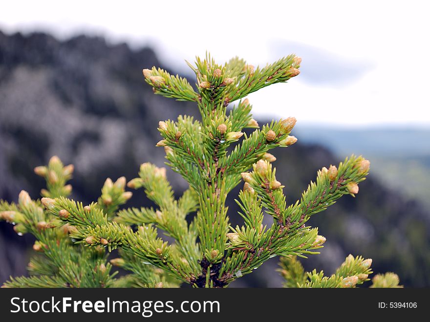 Fir in the mountain, needles