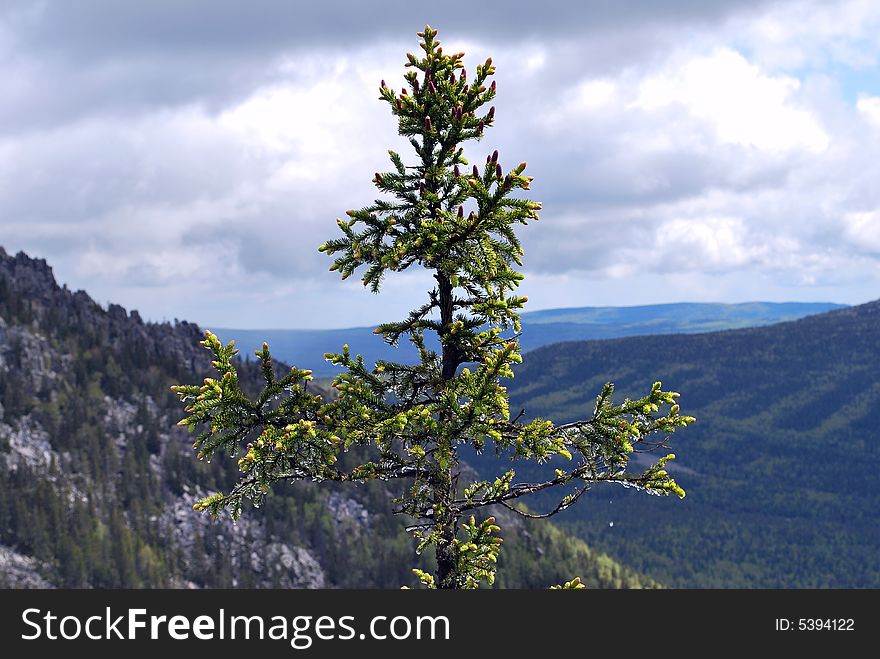 Fir in the mountain, needles