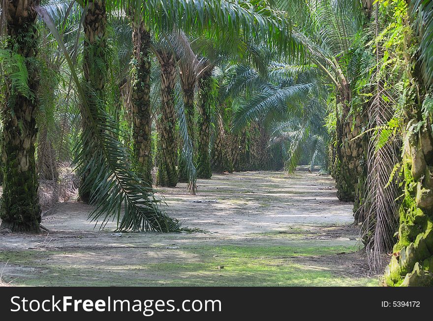 Oil Palm Estate Series 6