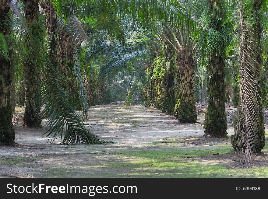 At an oil palm estate. At an oil palm estate