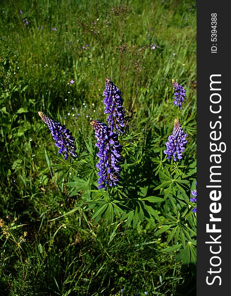 Blue lupines against green background. Blue lupines against green background