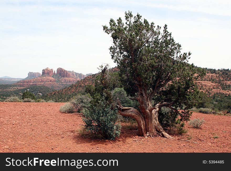 Vista view high atop mountain near Sedona, Arizona. Cathedral Rock is in the distance. Vista view high atop mountain near Sedona, Arizona. Cathedral Rock is in the distance.