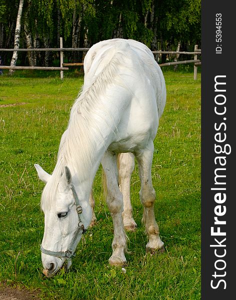 A white horse eating grass