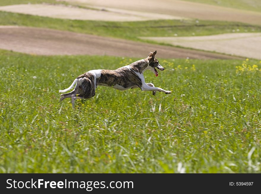 Whippet puppy running on the field. Whippet puppy running on the field