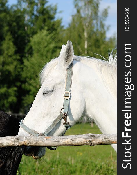 Head of a white horse with eyes closed