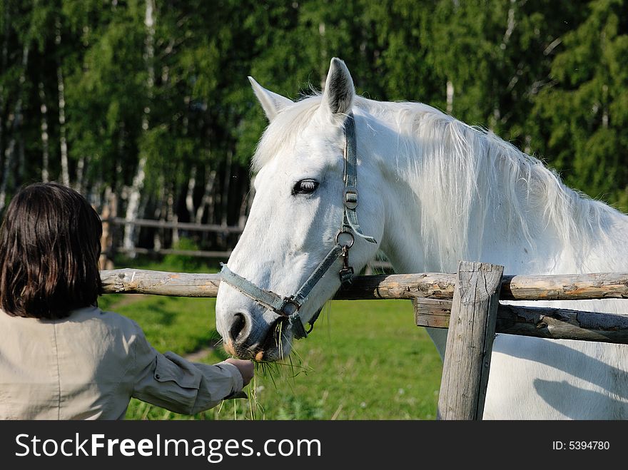 A girl is feeding a white horse. A girl is feeding a white horse