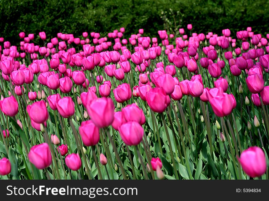 Tulip Pink Colors