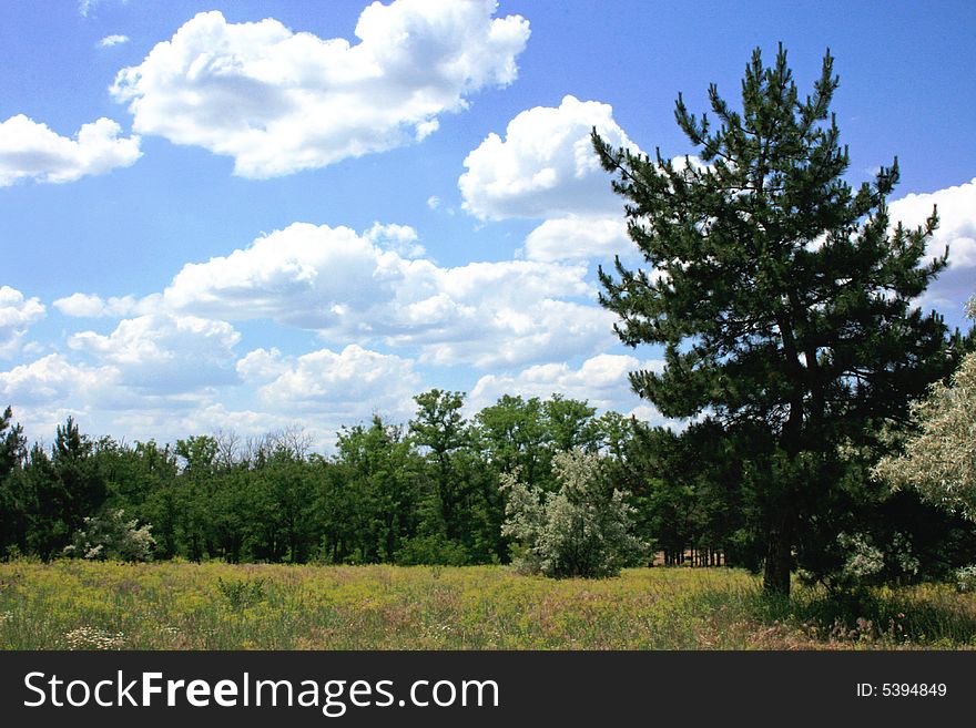 Pine-tree, forest, clouds, meadow, summer. Pine-tree, forest, clouds, meadow, summer
