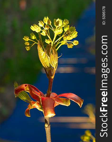 Young flower blossomed on a branch in springtime