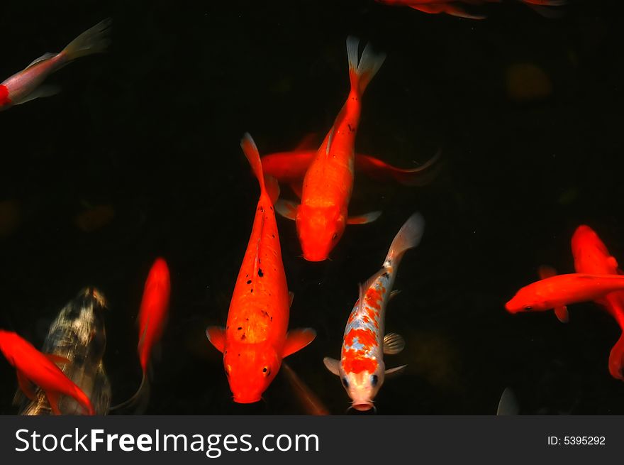 Colorful fish competing for food in the pool. Colorful fish competing for food in the pool