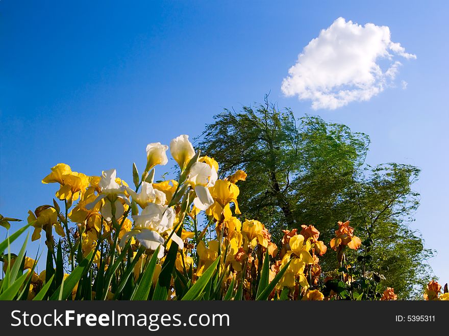 Yellow flowers and tree on a background sky. Yellow flowers and tree on a background sky