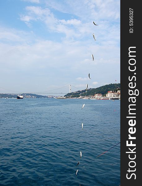 Ten silver mackerel fish just off the sea against the blue sea and cloudy sky. In the background is the suspension bridge and boats in Bousphorus. Ten silver mackerel fish just off the sea against the blue sea and cloudy sky. In the background is the suspension bridge and boats in Bousphorus