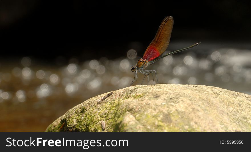 Dragonfly by insects