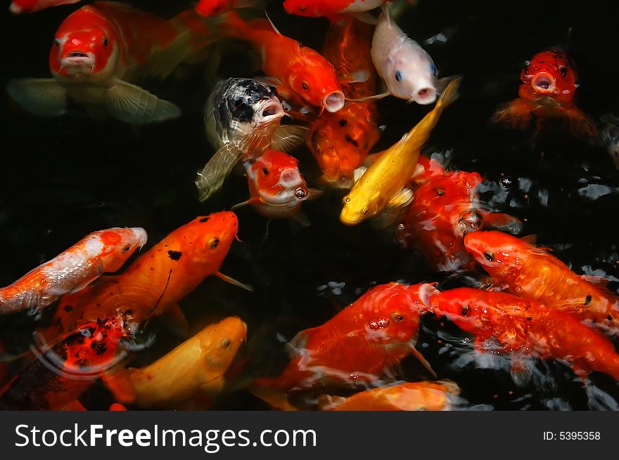 Colorful fish competing for food in the pool. Colorful fish competing for food in the pool