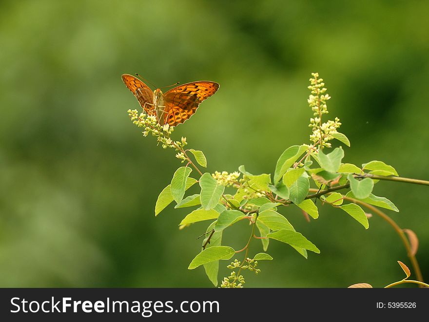 Butterfly Lepidoptera (butterflies),Male