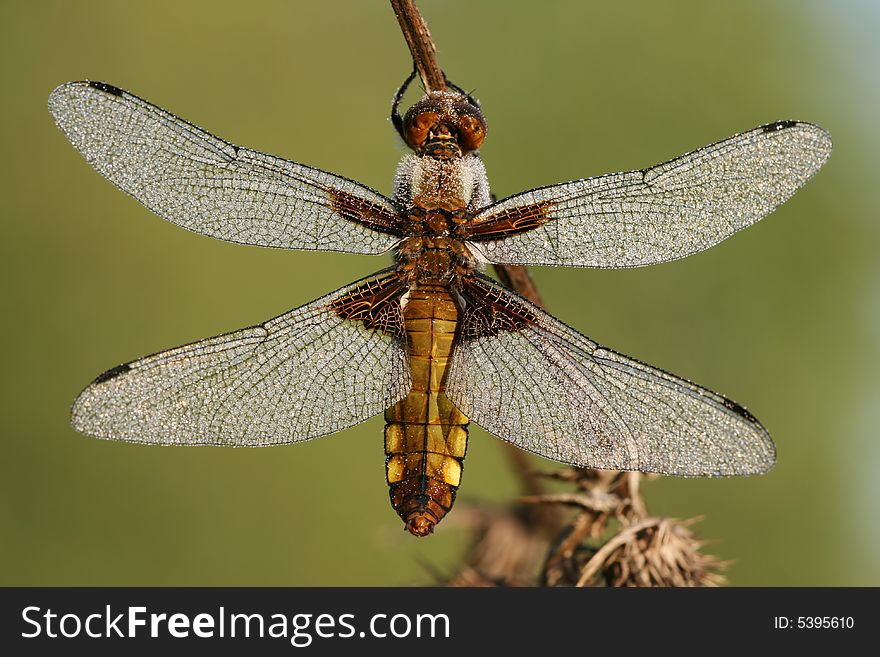 Close-up of dragonfly Libellula depressa with drops of dew