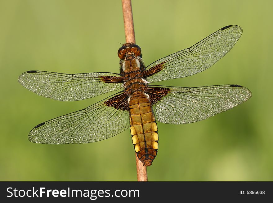 Close-up of dragonfly Libellula depressa