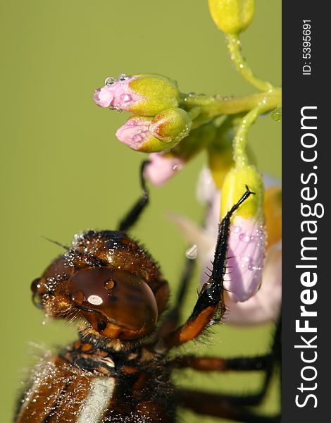 Extreme Closeup Of Dragonfly