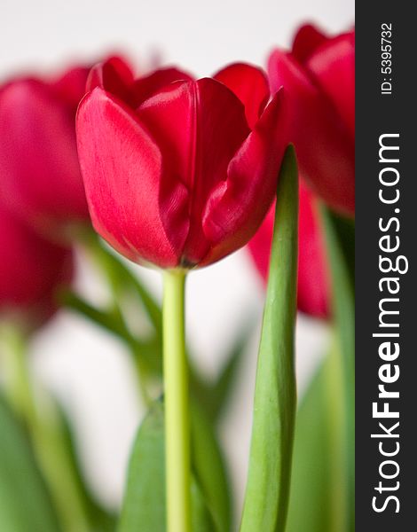 Vibrant crimson tulips on white