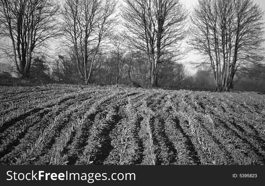 Stubble in field in Winter, Normandy, France, with trees in background. Stubble in field in Winter, Normandy, France, with trees in background