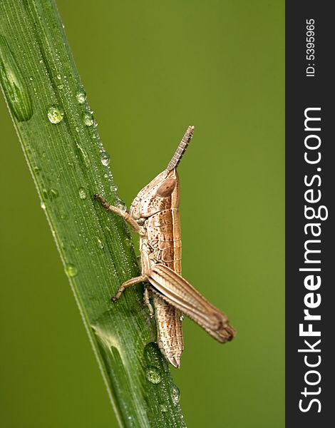 Closeup of locust with drops of dew. Closeup of locust with drops of dew