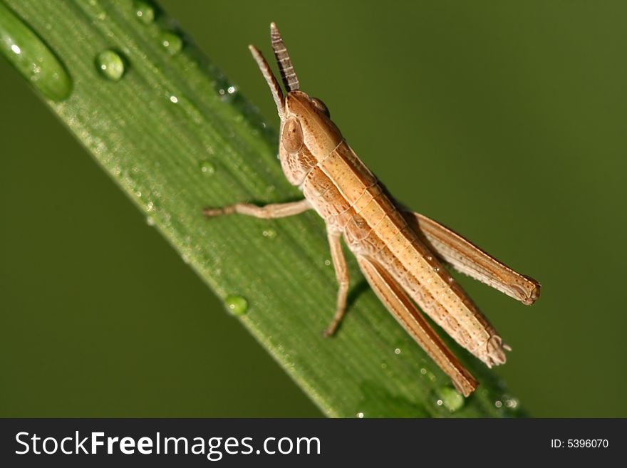 Closeup of locust with dew